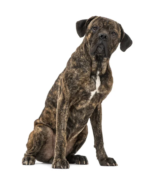 Cane Corso (2 years old) — Stock Photo, Image