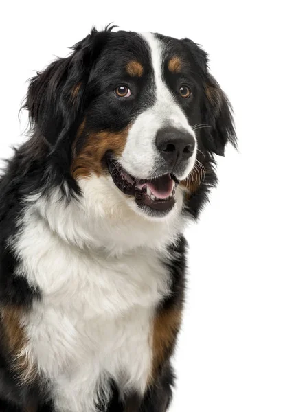Close-up of a Bernese Mountain Dog, 1 year old , isolated on whi — Stock Photo, Image