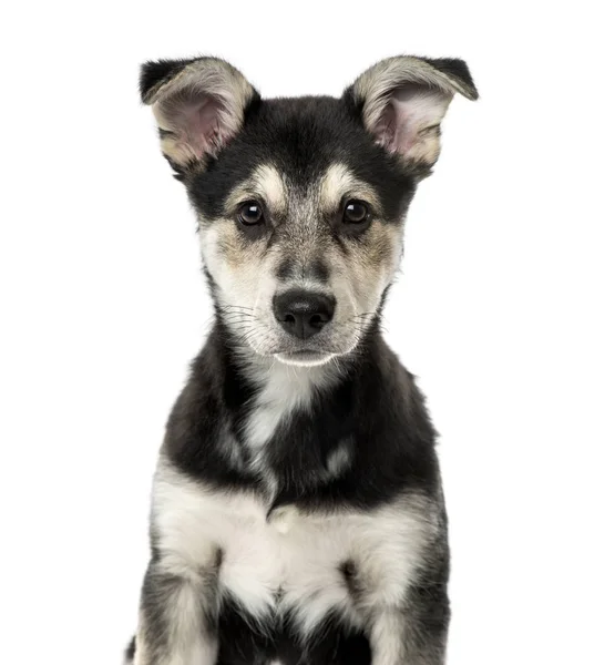 Close-up de um cão mestiço, 3 meses, isolado em branco — Fotografia de Stock