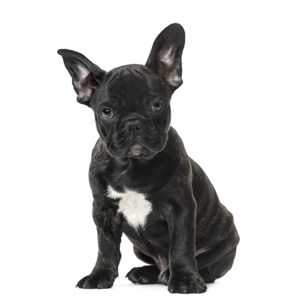 Puppy Black French bulldog sitting , isolated on white — Stock Photo, Image