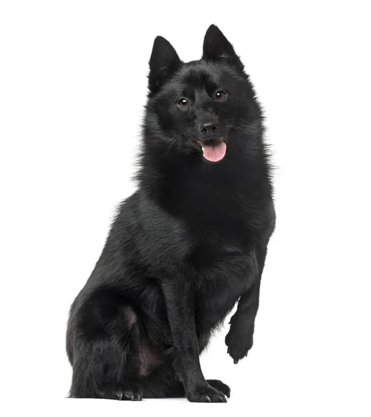 Schipperke sitting and panting, 2 years old, isolated on white — стоковое фото