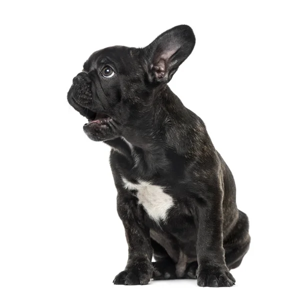 Puppy zwarte Franse bulldog vergadering en op zoek weg, geïsoleerde o — Stockfoto