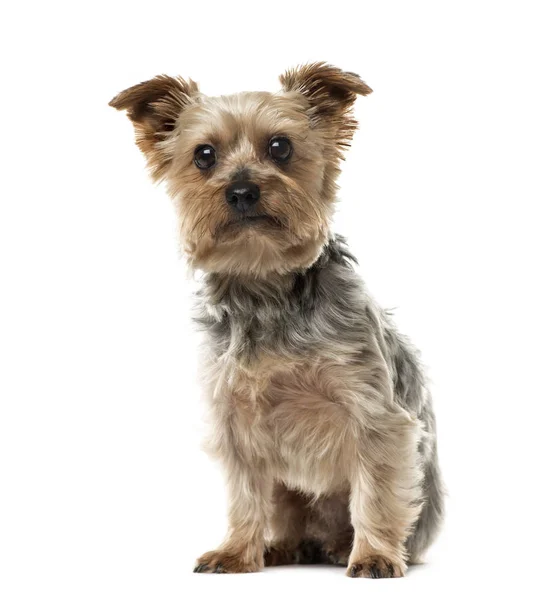 Yorkshire Terrier seduta, 6 anni, isolata su bianco — Foto Stock