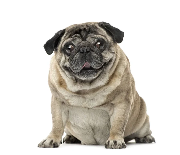 Pug sitting, 7 years old, isolated on white — стоковое фото