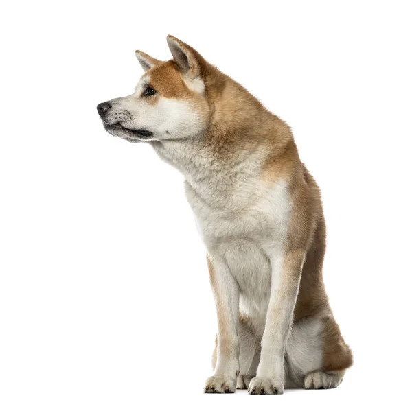 Akita Inu sentado e olhando para longe, 22 meses, isolado em — Fotografia de Stock