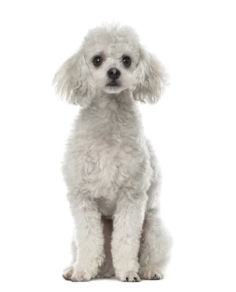 Poodle sentado, 19 meses, isolado em branco — Fotografia de Stock