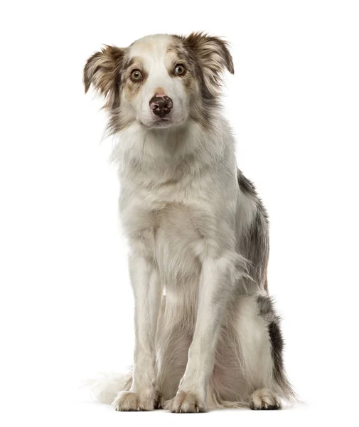 Border Collie zit, 3,5 jaar oud, geïsoleerd op wit — Stockfoto