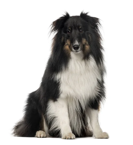 Berger Shetland sitting, 18 months old, isolated on white — стоковое фото