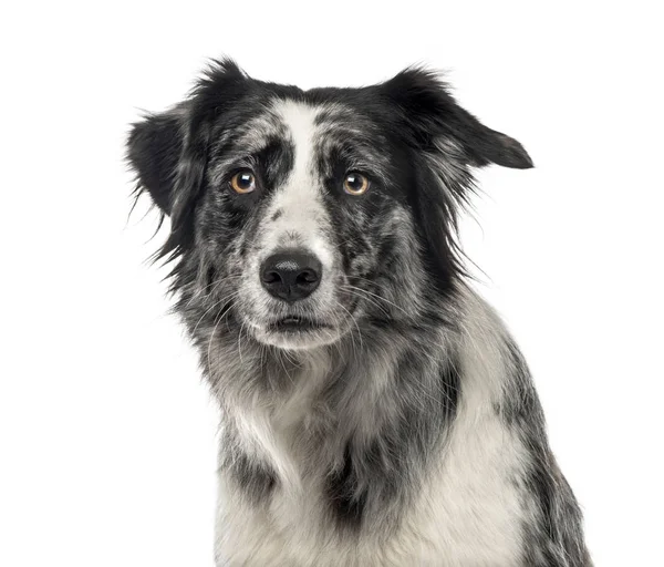 Primer plano de un Border Collie blanco y negro, 5 años, isola —  Fotos de Stock