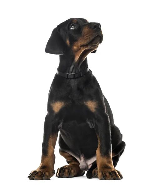 Doberman Pinscher sentado y mirando hacia arriba, 7 semanas de edad, aislado — Foto de Stock