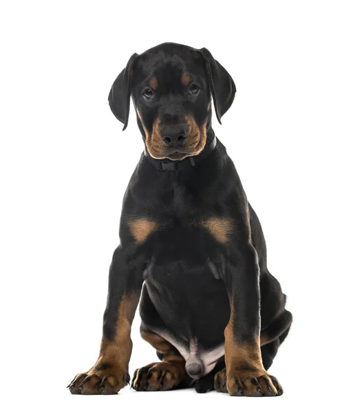 Valp Doberman Pinscher sitter, 7 veckor gamla, isolerad på vit — Stockfoto