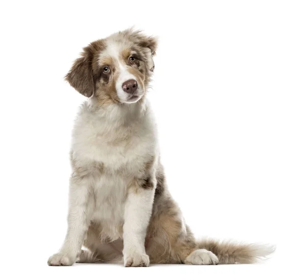 Puppy Australian Shepherd zitten, 4 maanden oud, geïsoleerd op wh — Stockfoto