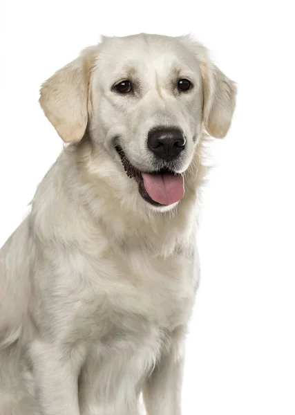 Stary, 19 miesięcy zbliżenie złoty pies myśliwski dysząc, na białym tle — Zdjęcie stockowe