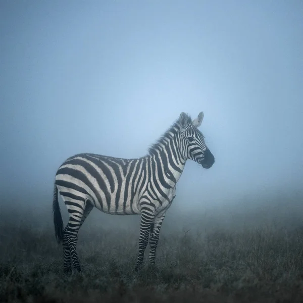 Zebra i morgondimman, serengeti, Afrika Royaltyfria Stockbilder