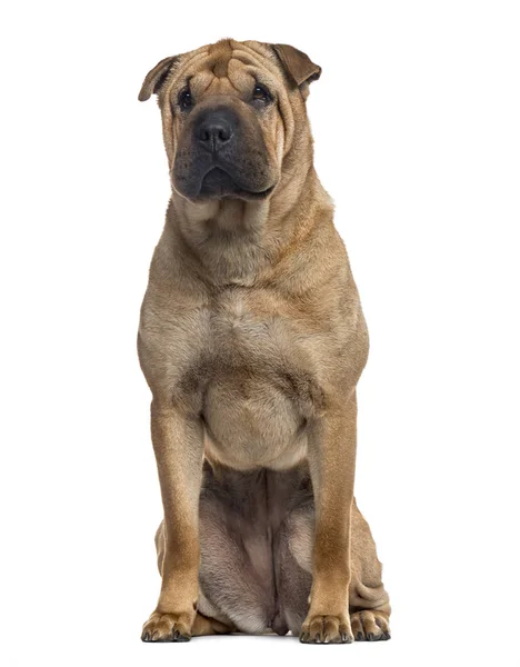 Shar hotsell pei akita