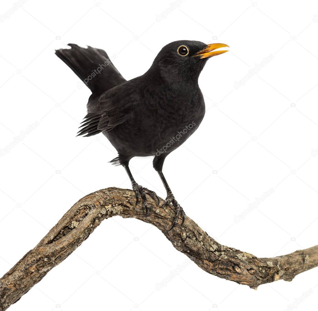 Turdus merula on a wood branch , isolated on white