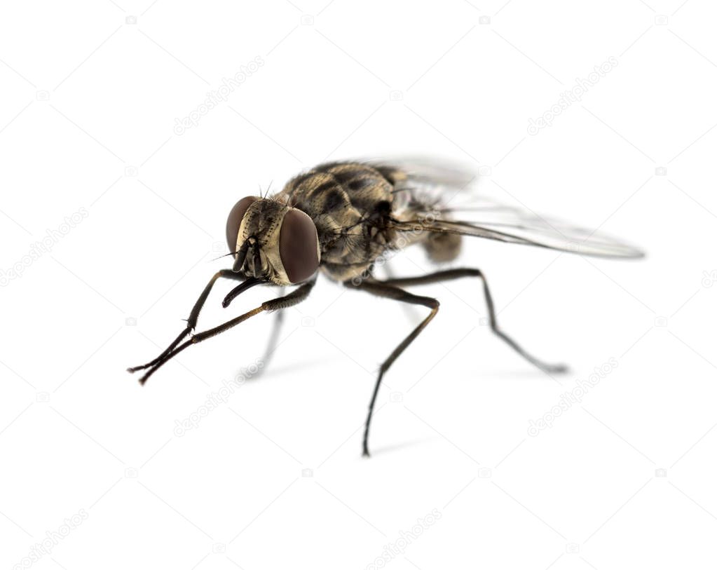 Common housefly , isolated on white