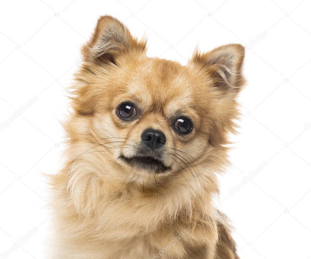 Close-up of a chihuahua, isolated on white, 2 years old