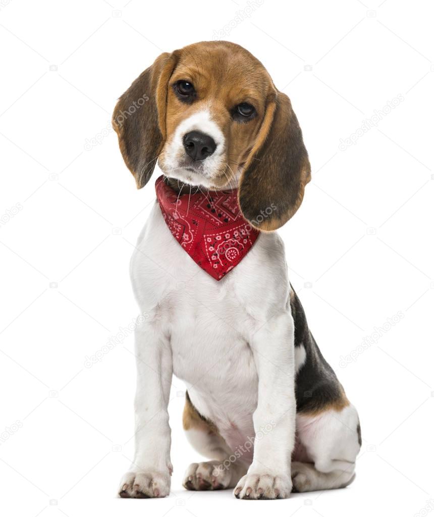 A Beagle puppy with a scarf sitting, isolated on white, 9