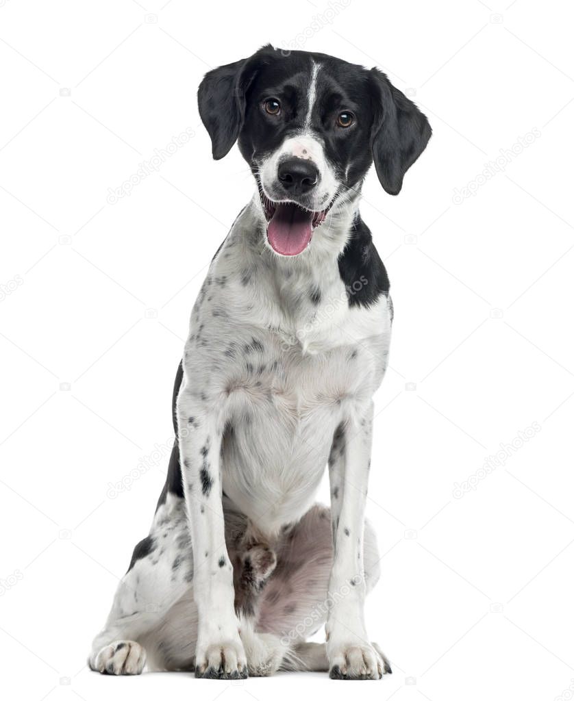  Mixed-breed dog sitting, 2 years old , isolated on white