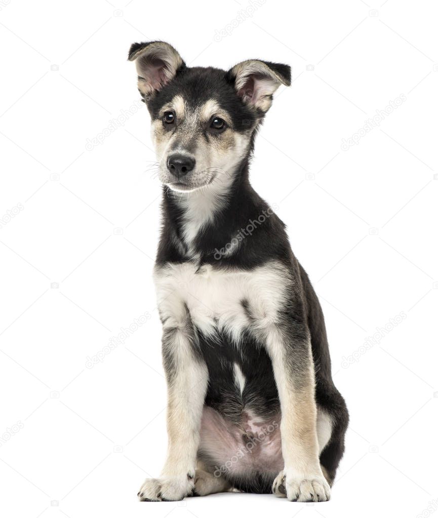 cross-breed dog (3 months old), isloated on wite