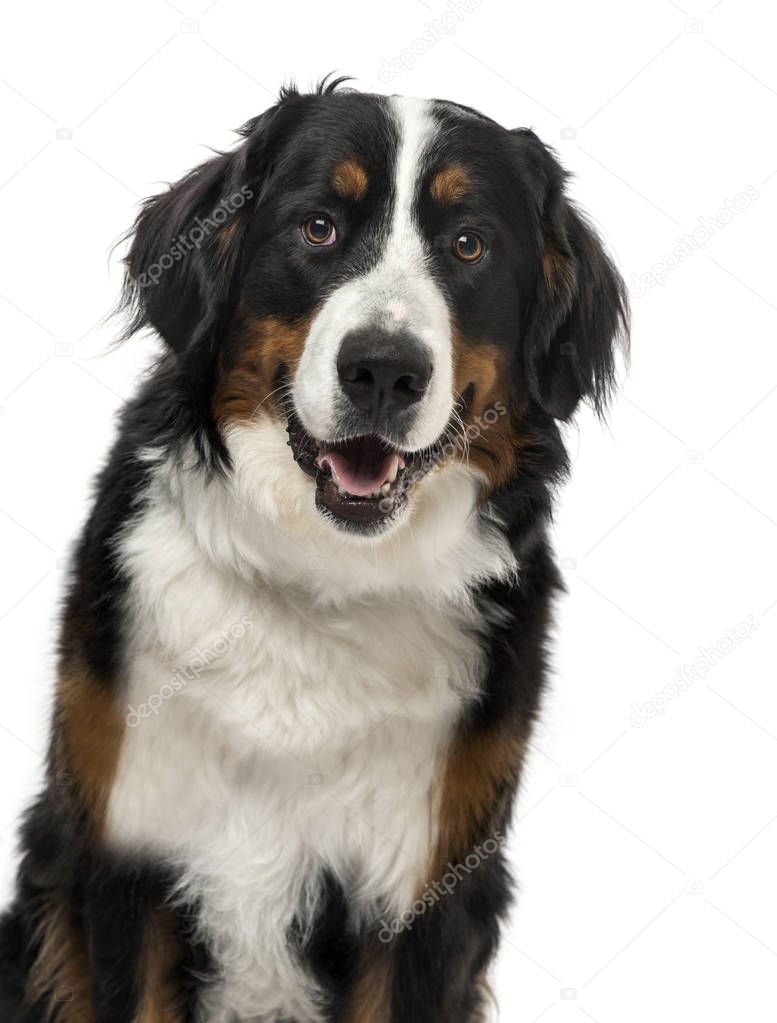 Close-up of a Bernese Mountain Dog, 1 year old , isolated on whi