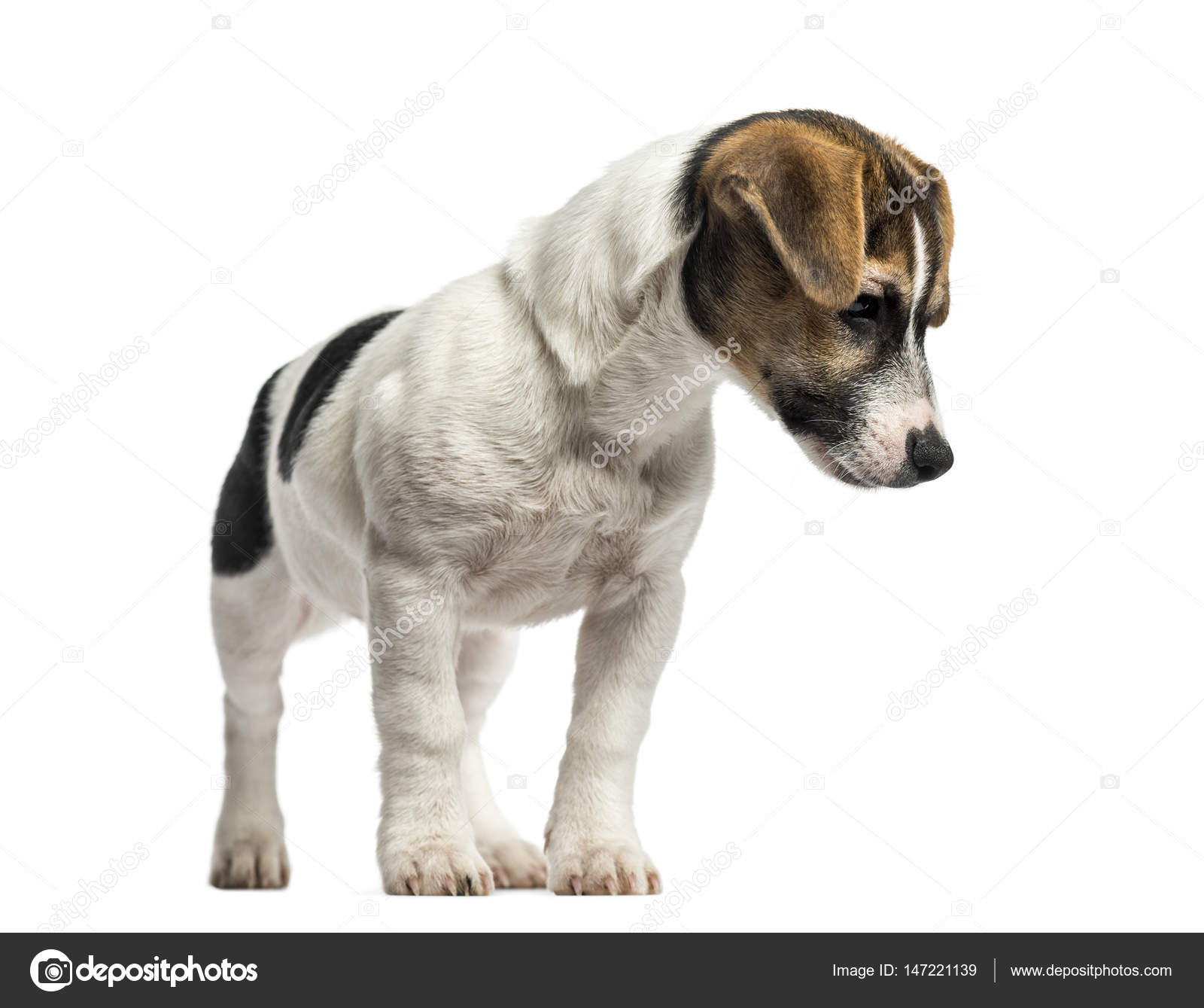 Cute Dog Lying on Grass · Free Stock Photo, image size:1600x1339