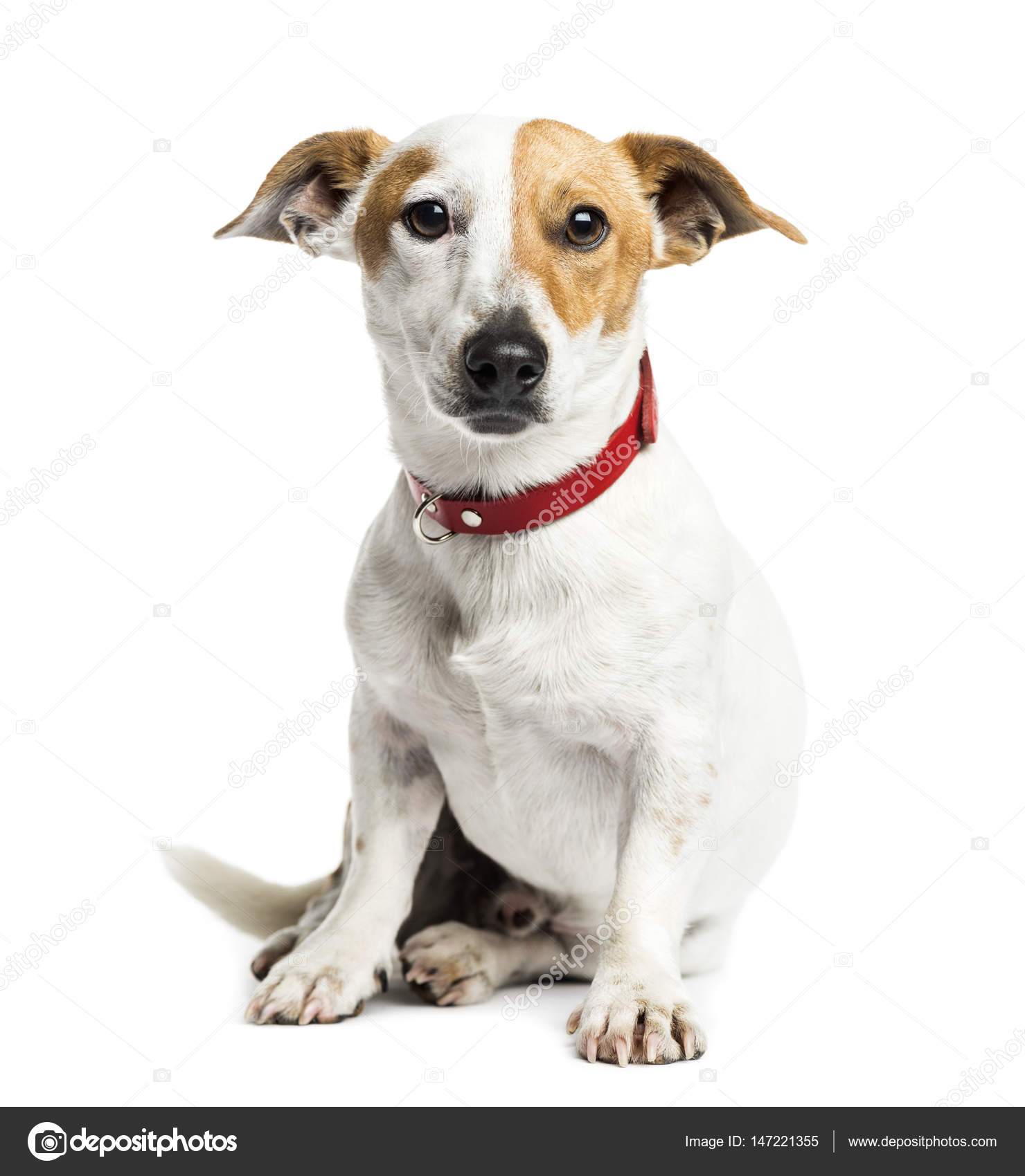 Jack Russell Terrier sitting, year old, isolated on white
