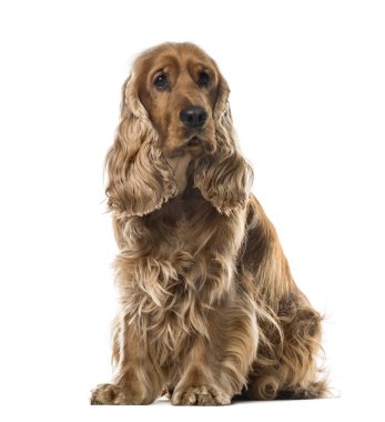 İngiliz Cocker Spaniel oturan, 2 yaşında, beyaz izole