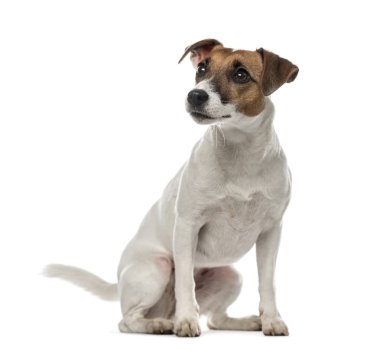 Jack Russell Terrier oturan ve uzağa bakarak, 2 yaşında, Isola