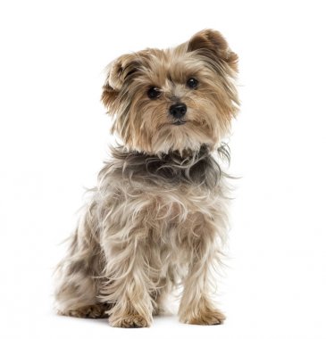Yorkshire terrier oturmuş, üzerinde beyaz izole