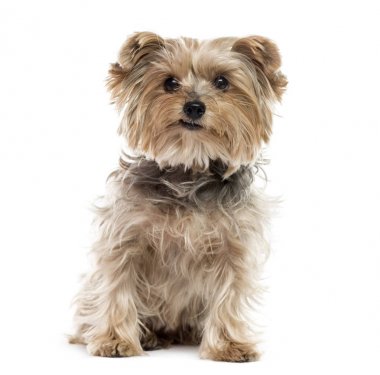 Yorkshire terrier oturmuş, üzerinde beyaz izole