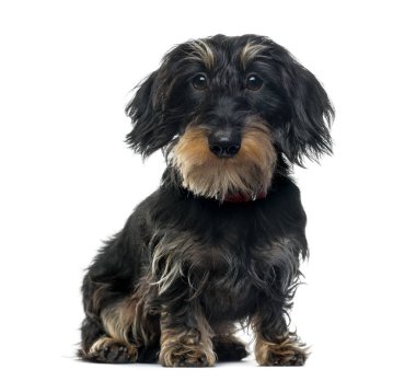  Daschung oturan, 1 yaşında, beyaz izole