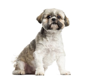 Lhasa Apso oturan, 4 yaşında, beyaz izole