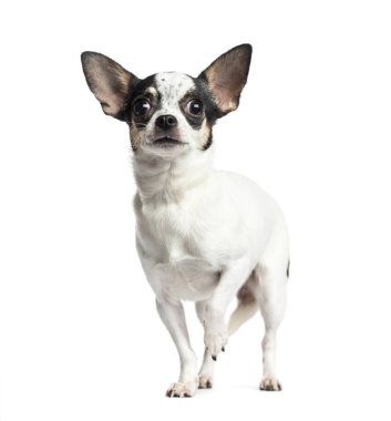 Chihuahua ayakta ve, beyaz izole 1 yaşında, arama