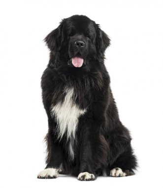 Newfoundland sittind, 3 years old, isolated on white clipart