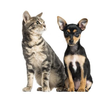 Alman Pinscher köpek yavrusu, 2 ay eski ve WHI üzerinde izole bir kedi,
