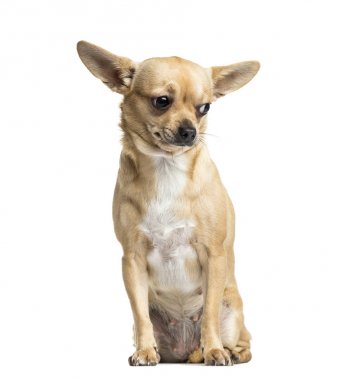 Brown Chihuahua oturan, 18 aylık beyaz izole