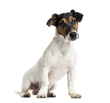 Köpek yavrusu Jack Russell Terrier 6 ay yaşlı, otururken, wh izole