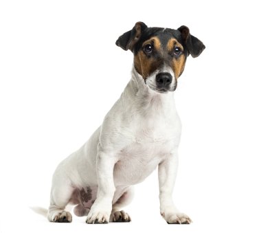 Köpek yavrusu Jack Russell Terrier 6 ay yaşlı, otururken, wh izole