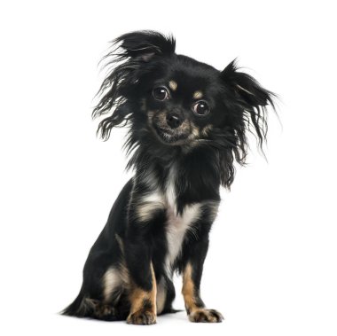 otururken, chihuahua üzerinde beyaz izole