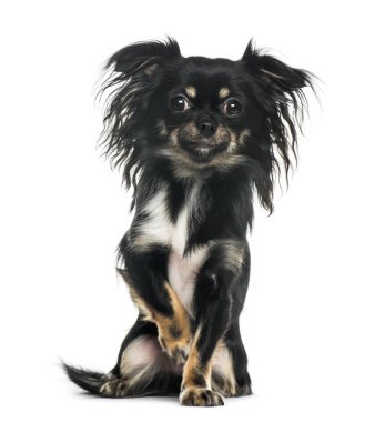 otururken, chihuahua üzerinde beyaz izole