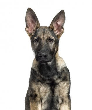 Alman çoban köpeği, 4 aylık close-up, izole üzerinde beyaz