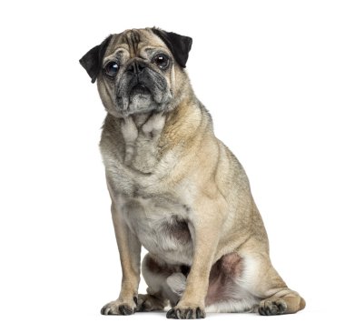 Eski Pug oturan, 9 yaşında, beyaz izole