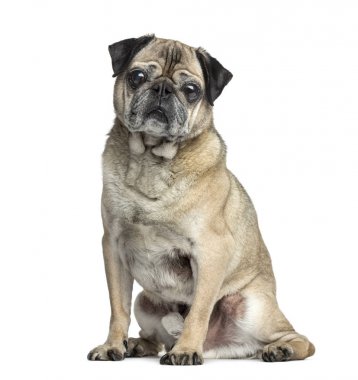Eski Pug oturan, 9 yaşında, beyaz izole