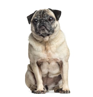 Eski Pug oturan, 9 yaşında, beyaz izole