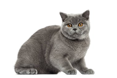 Britanya ile ilgili stenografi korkuyor, 7 ay yaşlı, izole beyaz