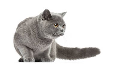 Britanya ile ilgili stenografi arıyorum, 7 ay yaşlı, beyaz izole