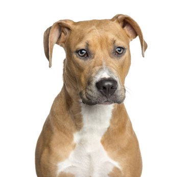 Bir Amerikan Staffordshire Terrier, 8 ay yaşlı, ISO Close-Up