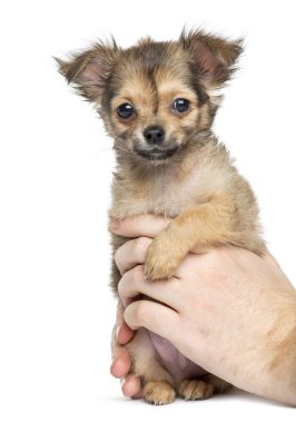 Chihuahua üzerinde beyaz izole eller, 2 aylık düzenlenen